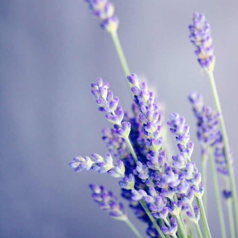 Violette Lavendelblüte für Duale Prozessmodell in der Trauer