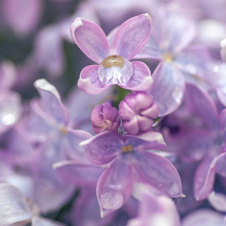 Fliederblüte mit Wassertropfen für Fragen zur Achtsamen Berührung