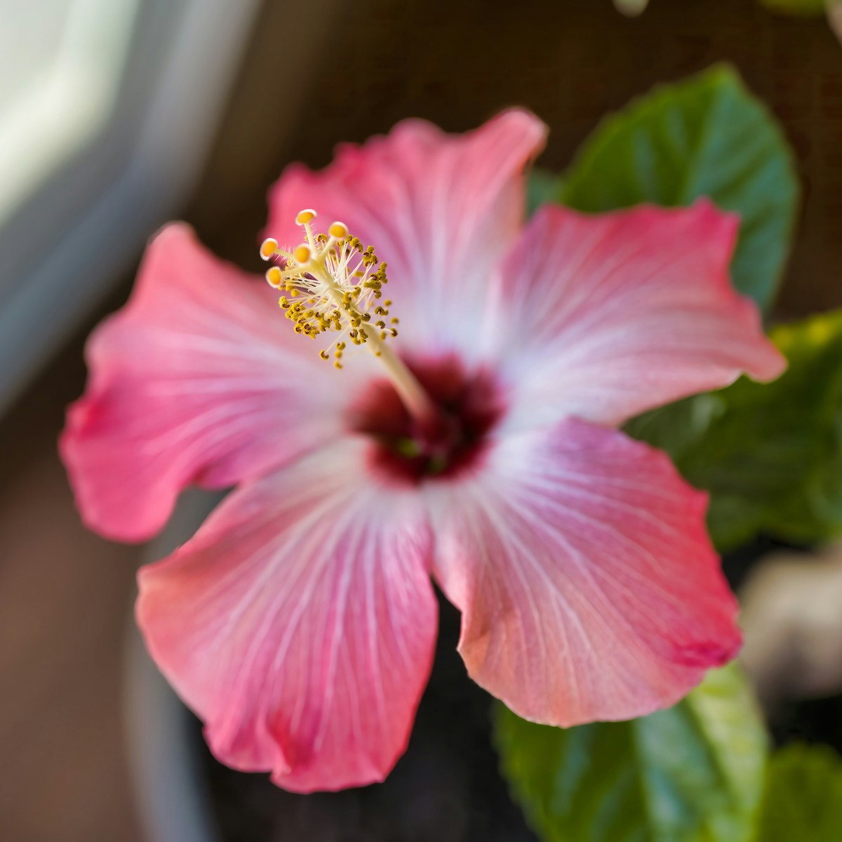 Rosa Hibiskusblüte für Achtsame Berührung in der Trauer