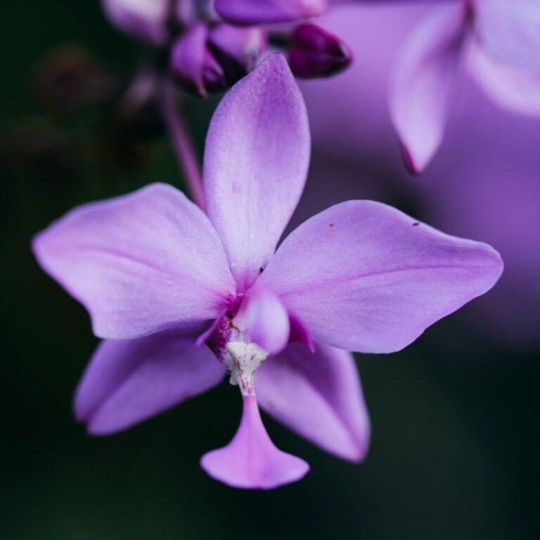 Violette Blüte für Trauer als Anpassungsprozess bei trauerlicht