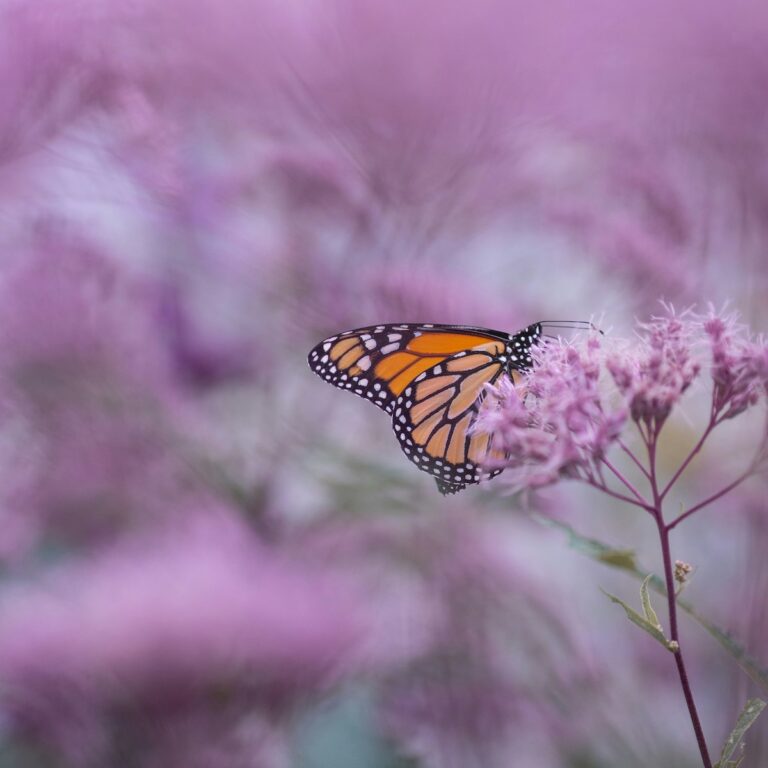 Schmetterling auf Blume für Bindung und Verlust bei trauerlicht.at mit Ursula Hohlweg