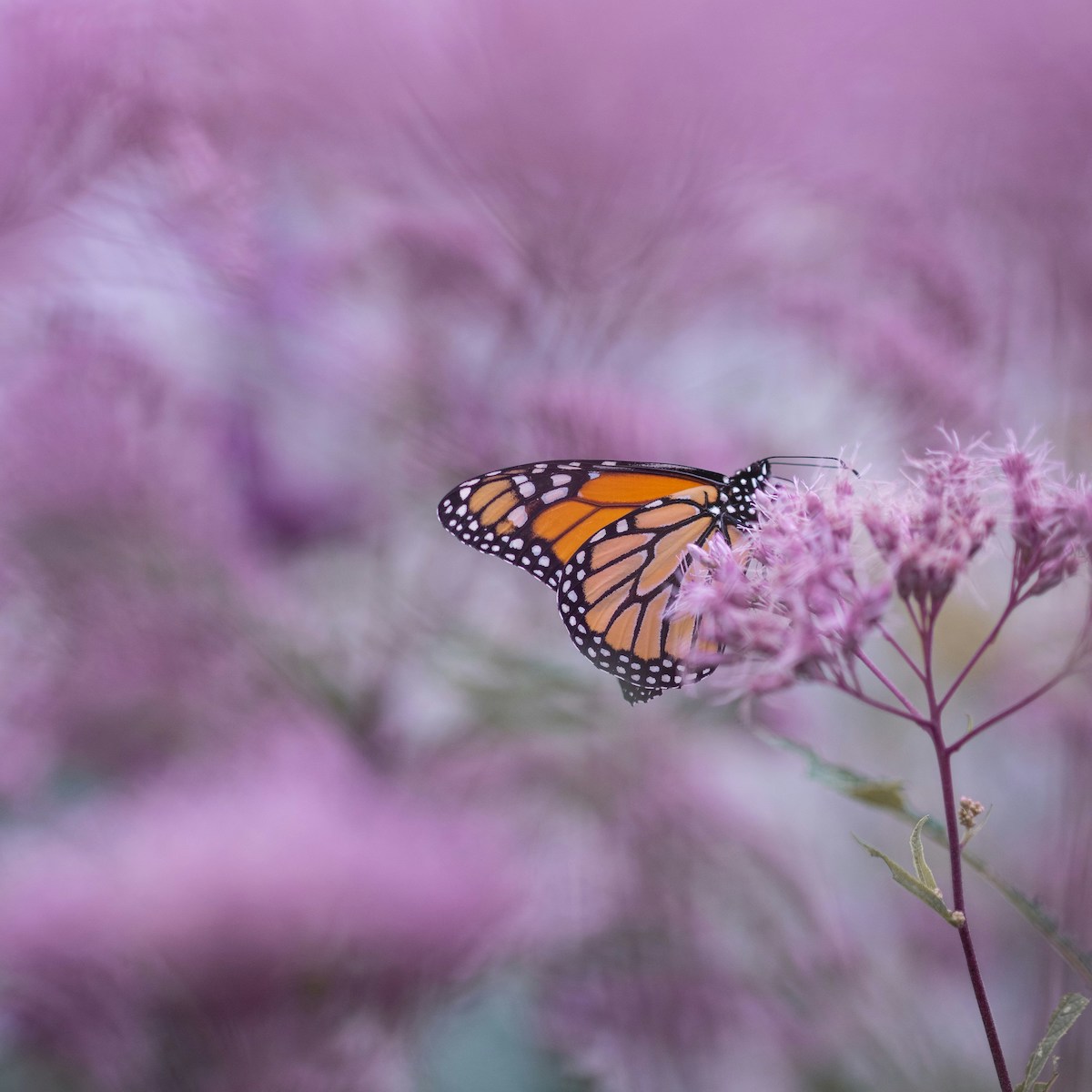 Schmetterling auf Blume für Bindung und Verlust bei trauerlicht.at mit Ursula Hohlweg