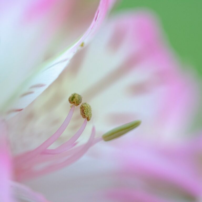 Weiß-Rosa Lilie für Continuing Bonds in der Trauer“