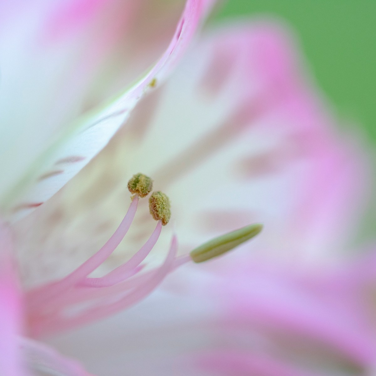 Weiß-Rosa Lilie für Continuing Bonds in der Trauer“