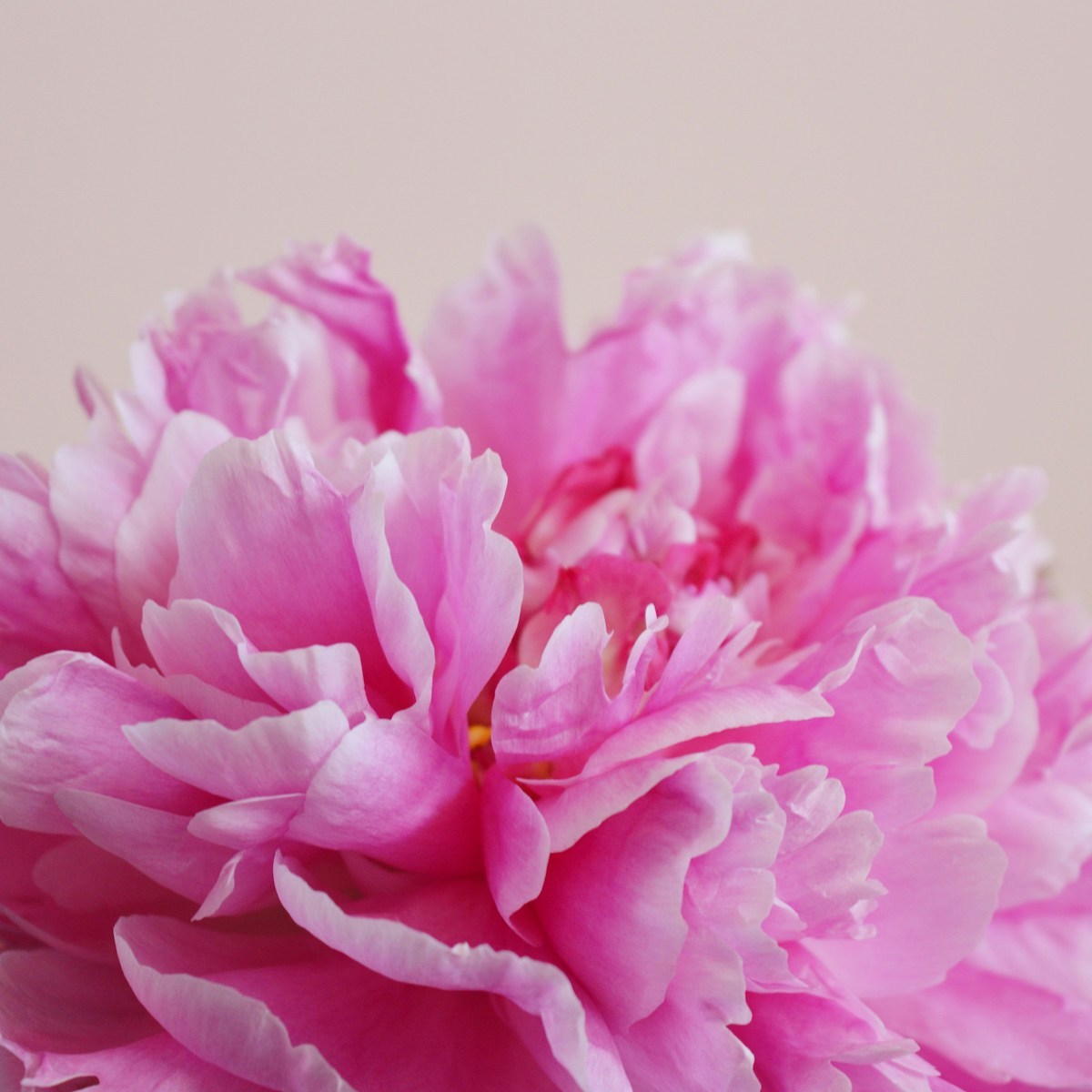 Rosa Blüte für Craniosacrale Biodynamik – Balance für Körper und Seele