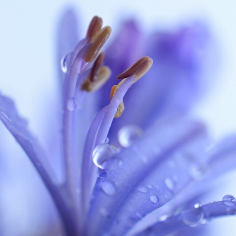 Violette Blüte mit Wassertropfen für Digitales Vermächtnis bei trauerlicht