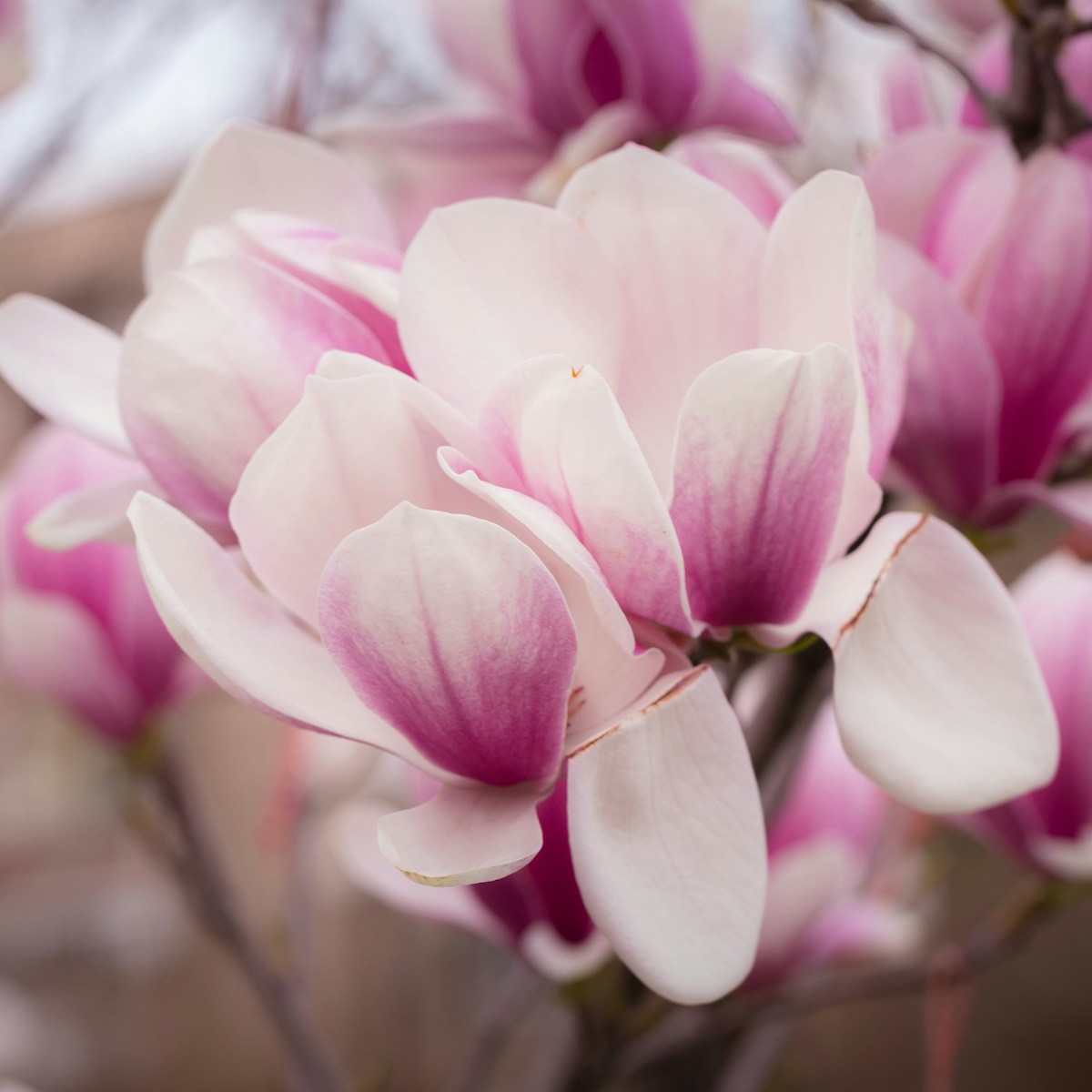 Zartrosa Magnolienblüten für Erschwerte Trauer bei trauerlicht