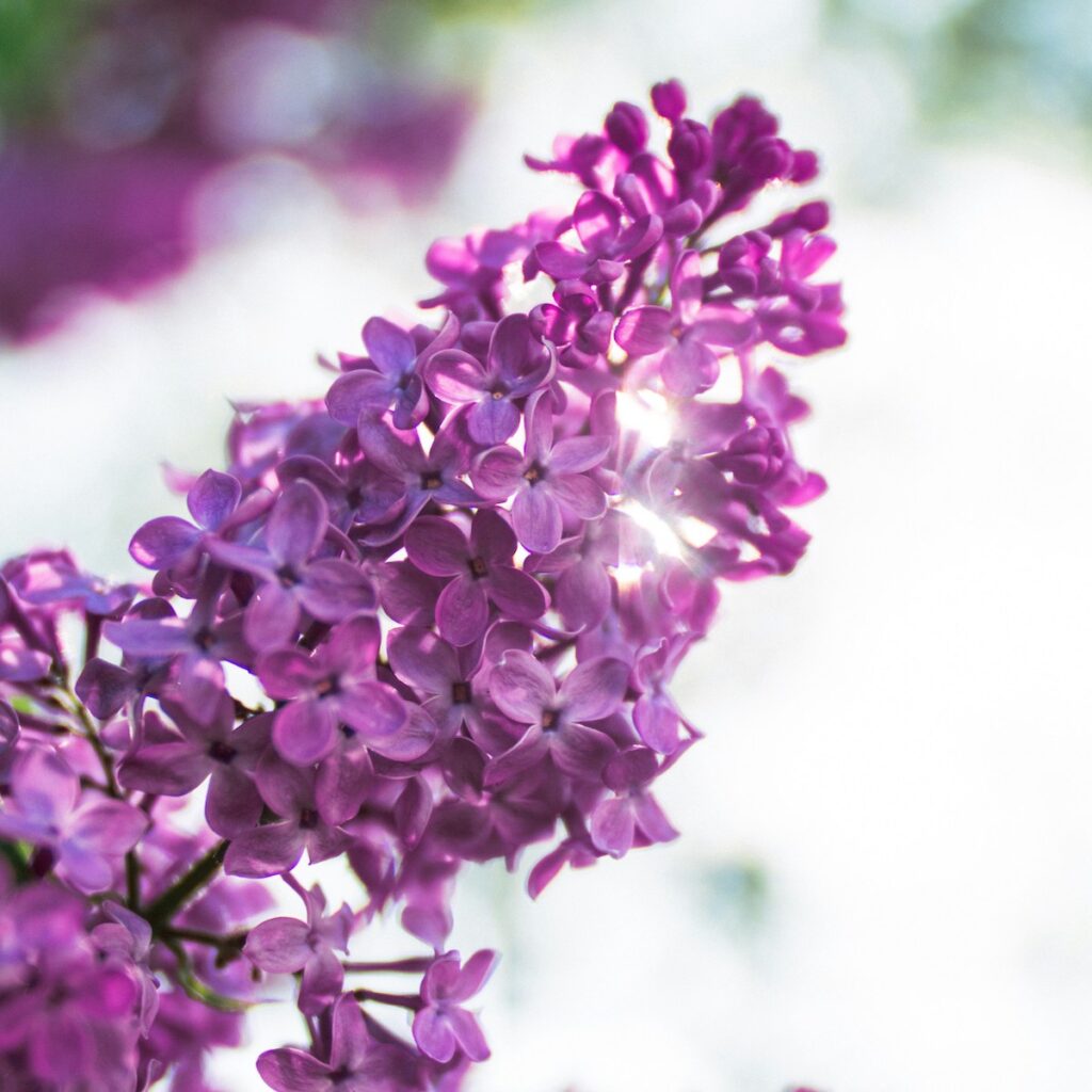 Violette Fliederblüte für Erste Hilfe in der Trauer