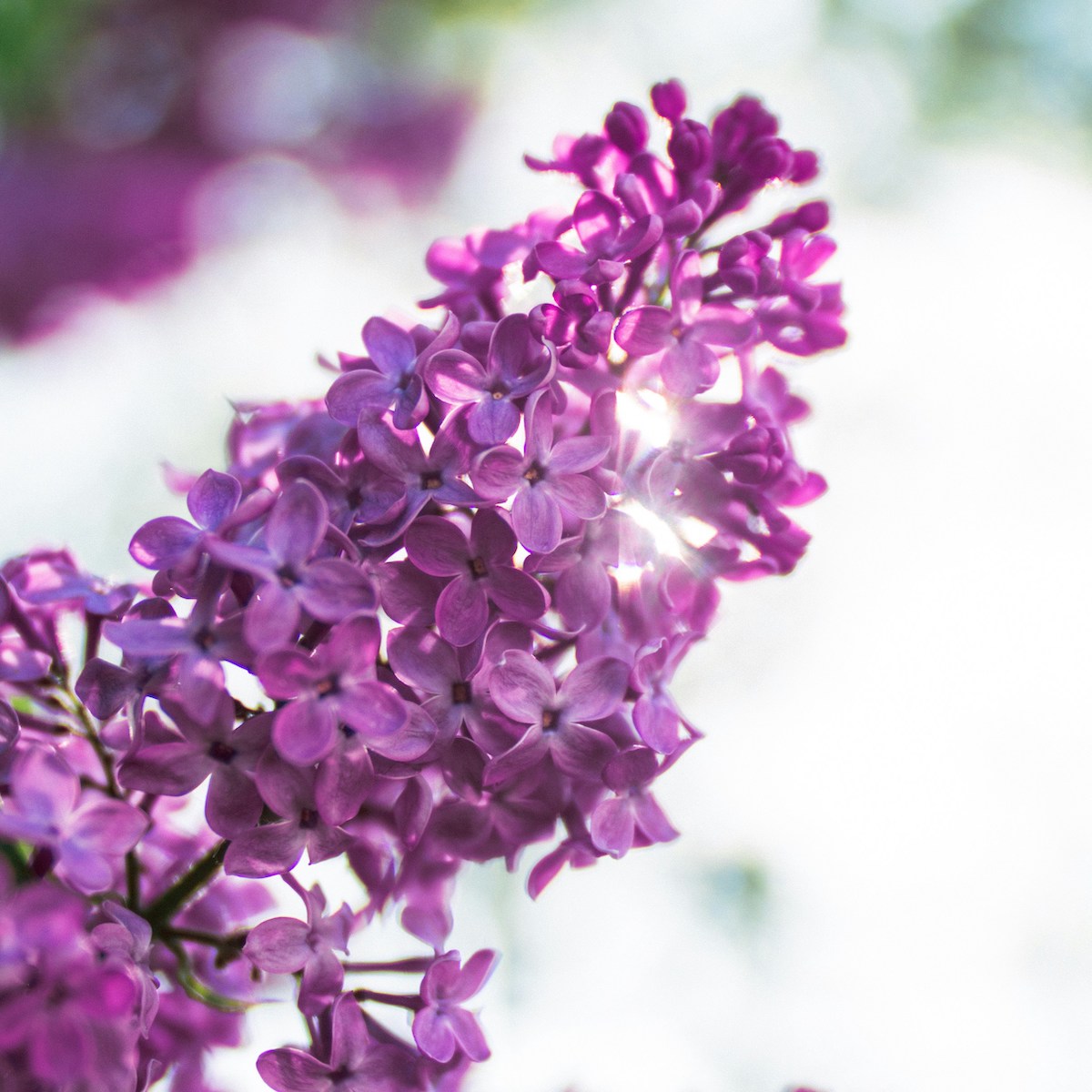 Violette Fliederblüte für Erste Hilfe in der Trauer