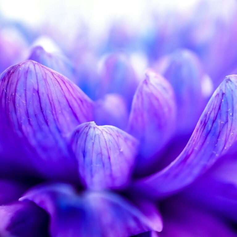 Violette Blüte für Trauer und Feiertage bei trauerlicht