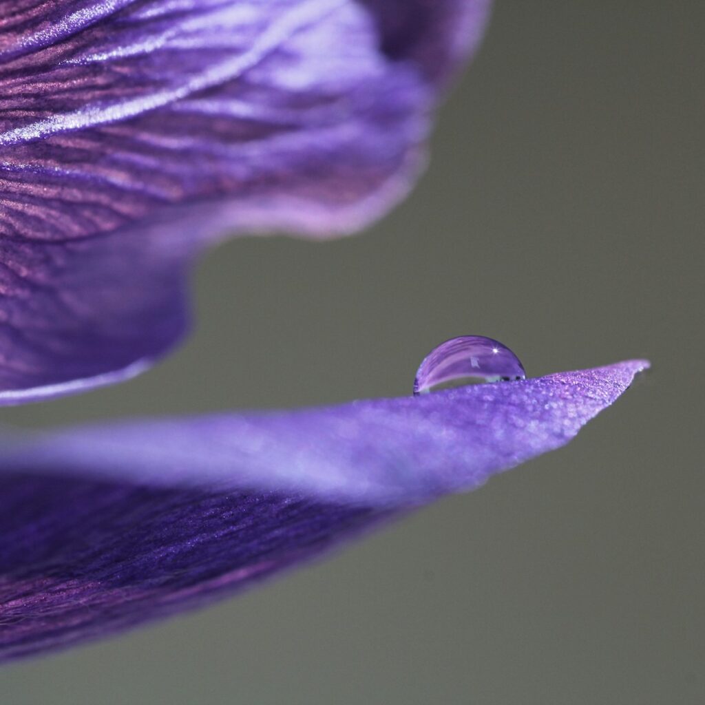 Violette Lilie mit Tautropfen für Häufige Fragen zur Kabbala Lebensanalyse