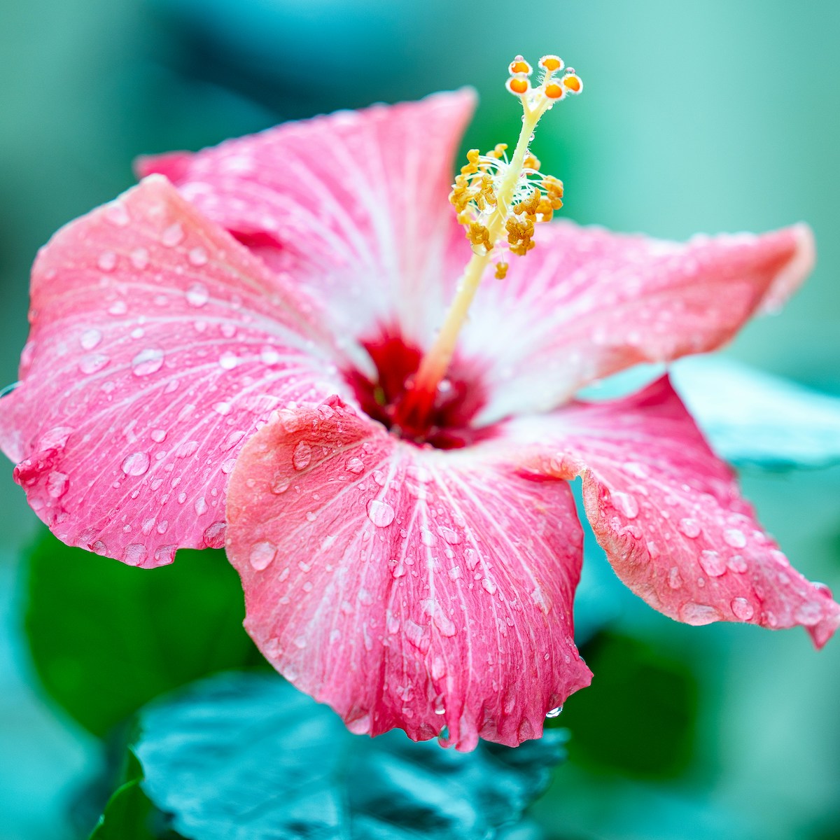Magenta Hibiskusblüte mit Wassertropfen für Häufige Fragen zur Trauer – Antworten für Deinen Weg