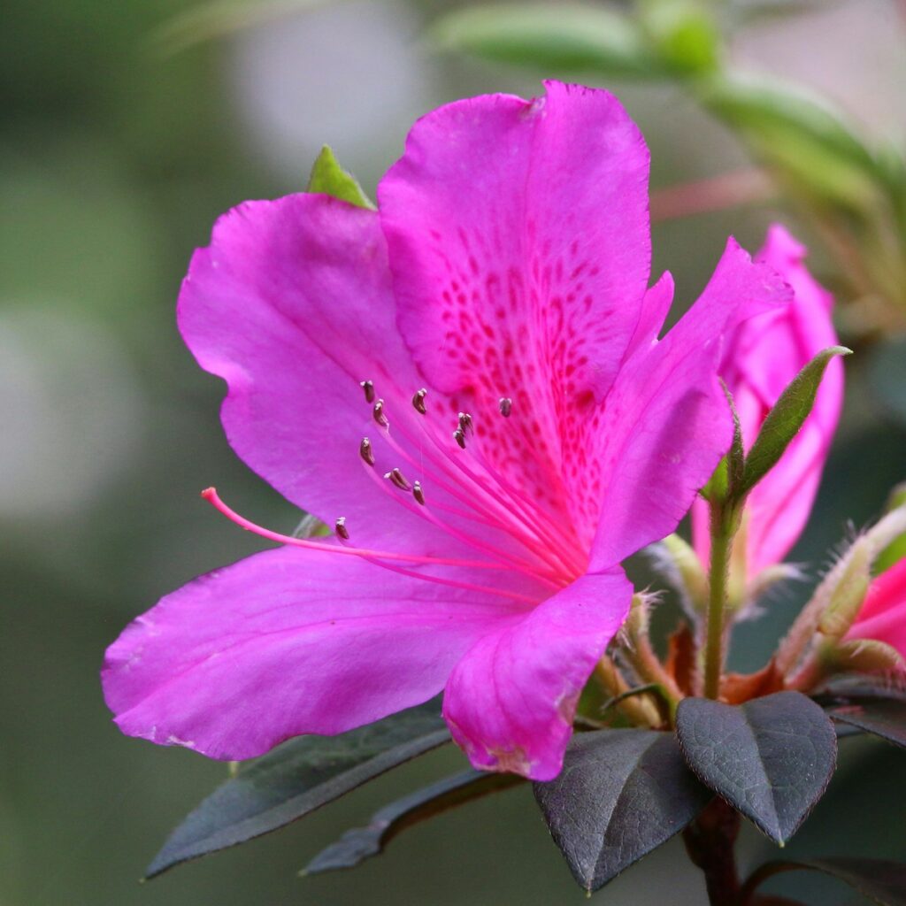Magenta Blüte mit Tautropfen für Was ist Trauerbegleitung