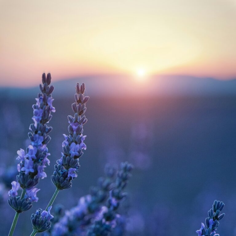 Lavendelblüten mit Sonnenaufgang für Trauer und Hoffnung bei trauerlicht