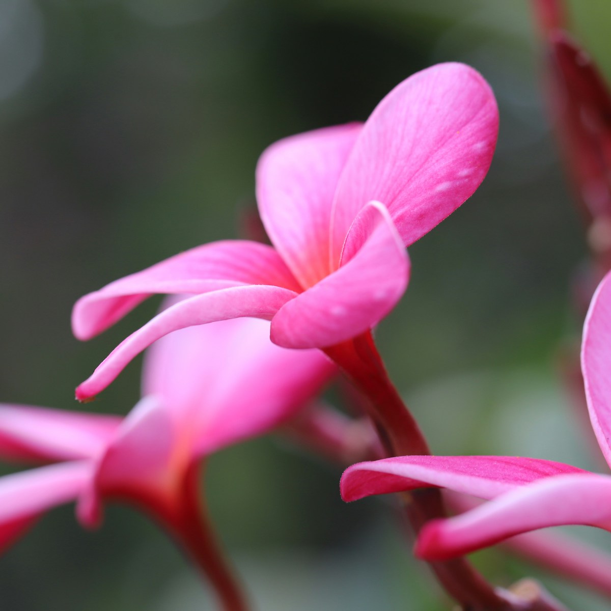 Rosa Frangipani für Trauer und Identität bei trauerlicht