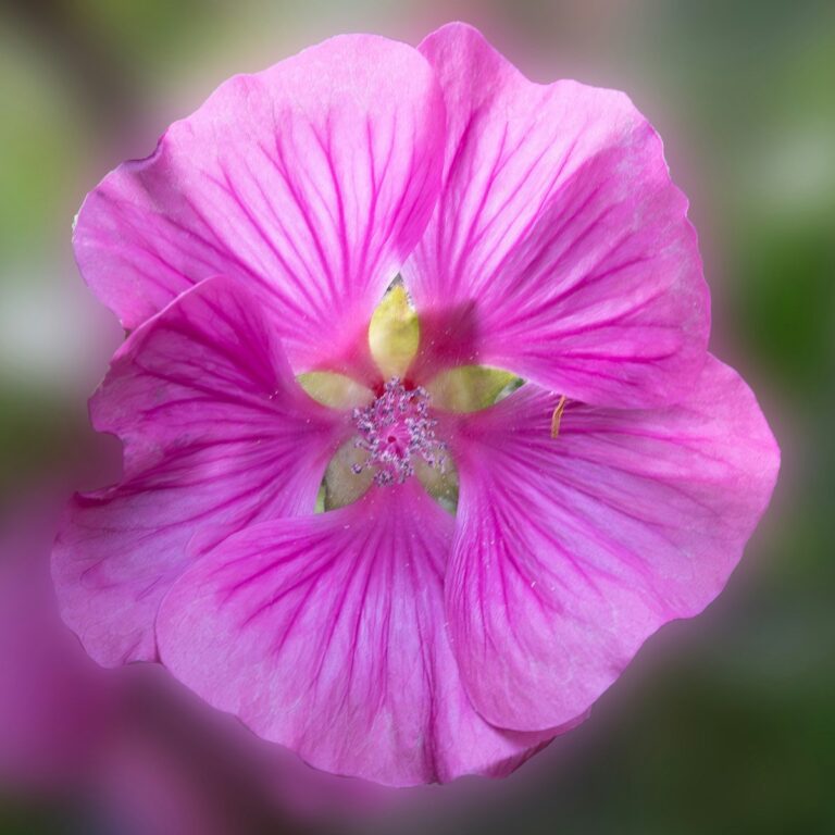 Rosafarbene Blüte für Ist Trauern notwendig bei trauerlicht
