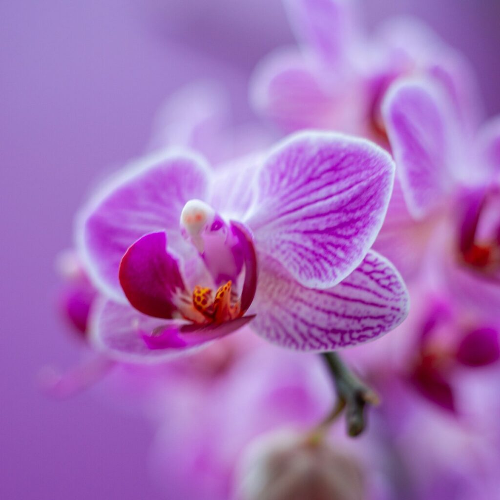 Violette Orchidee für Kabbala Lebensanalyse – Seelenplan entschlüsseln