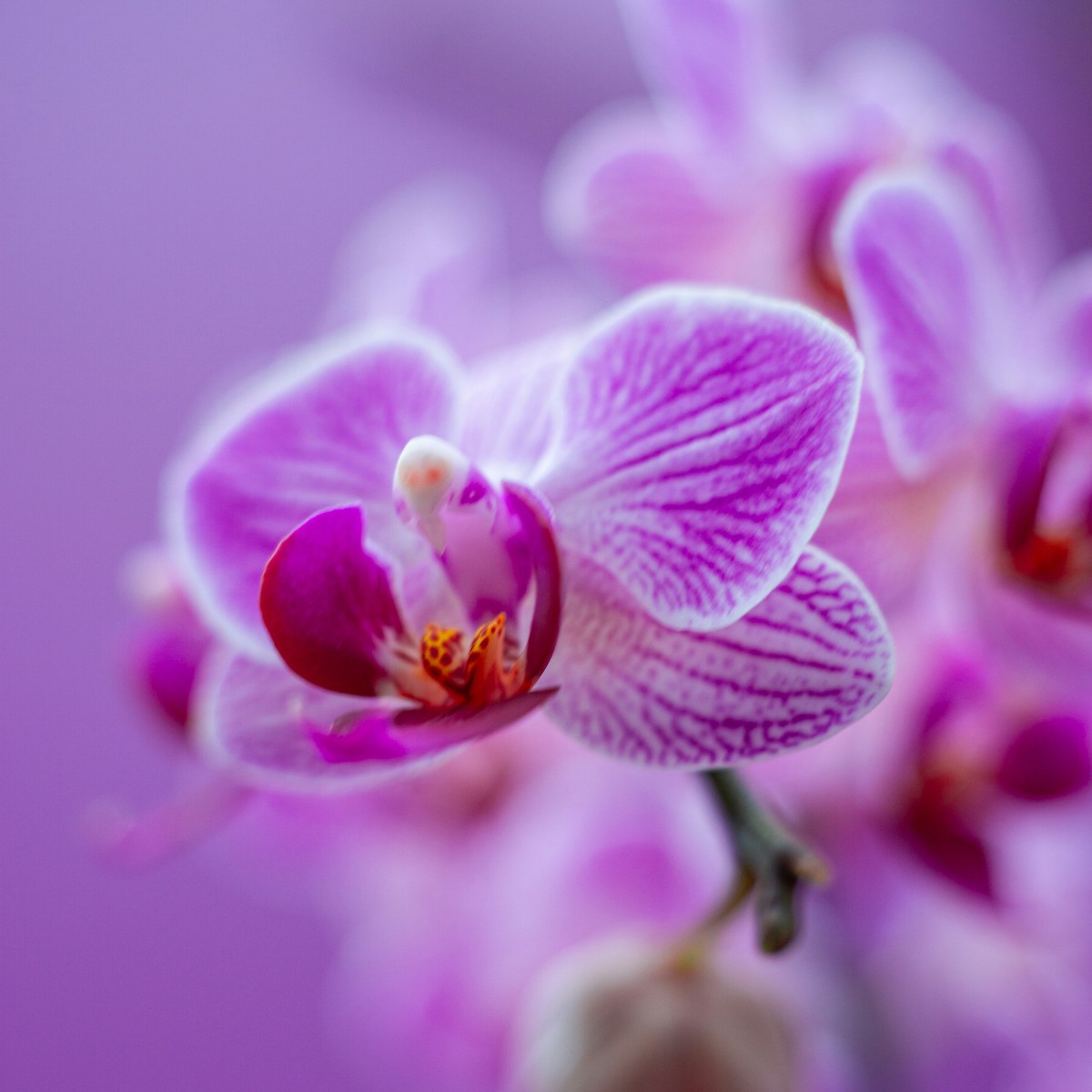 Violette Orchidee für Kabbala Lebensanalyse – Seelenplan entschlüsseln
