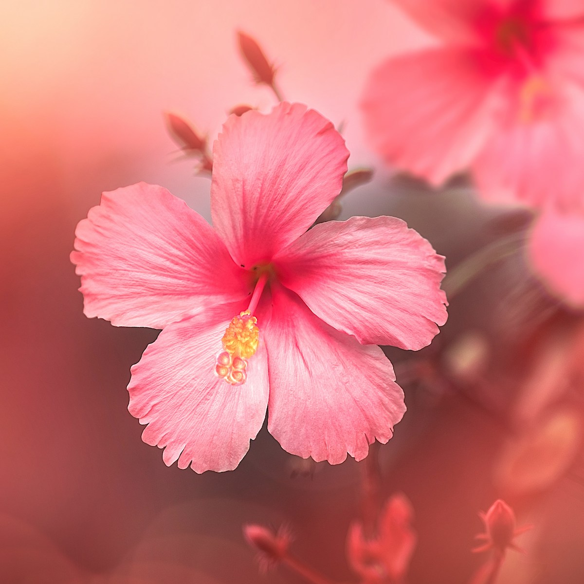 Rosa Hibiskus für Kahi Loa – Balance und Lebensfreude