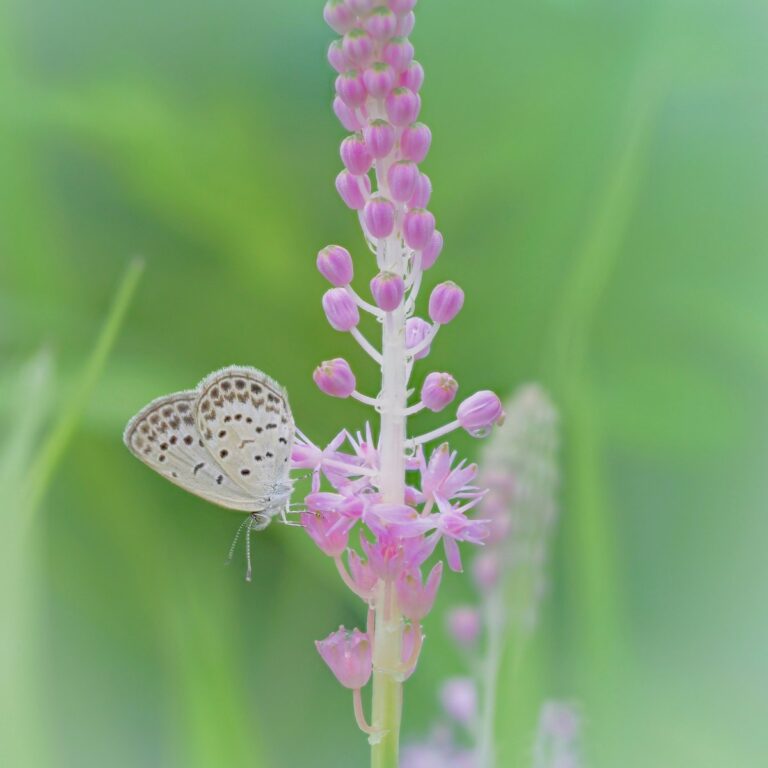 Schmetterling auf rosa Blüte für Kindertrauer bei trauerlicht