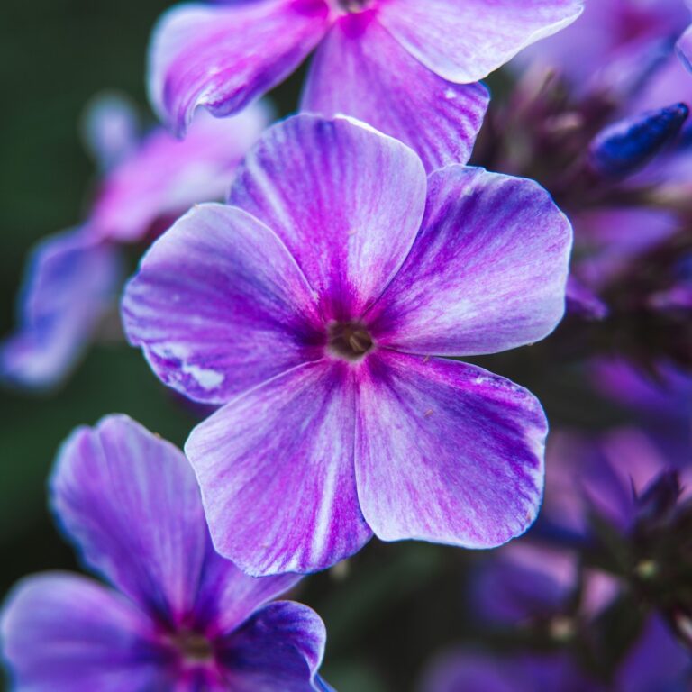 Violette Blüte für Kindertrauer - Wie Kinder den Tod verstehen bei trauerlicht