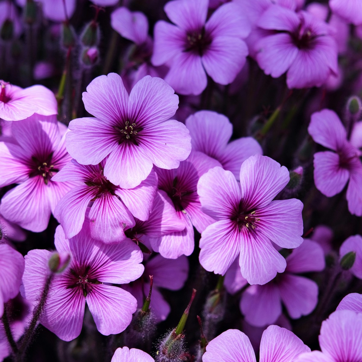 Violette Blüten für Trauer und Lebenssinn bei trauerlicht