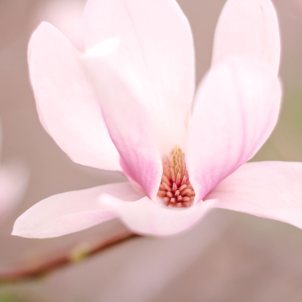 Rosa Magnolienblüte für Lebens- und Sozialberatung – Klarheit und innere Stärke