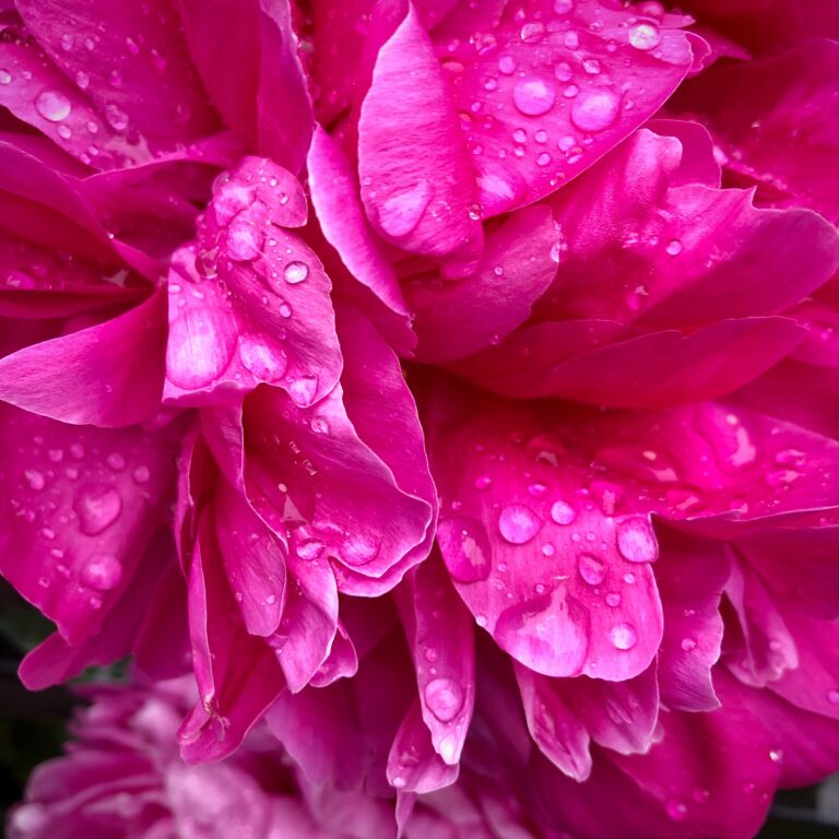 Magenta Blüte mit Wassertropfen für Moderne Trauerrituale bei trauerlicht