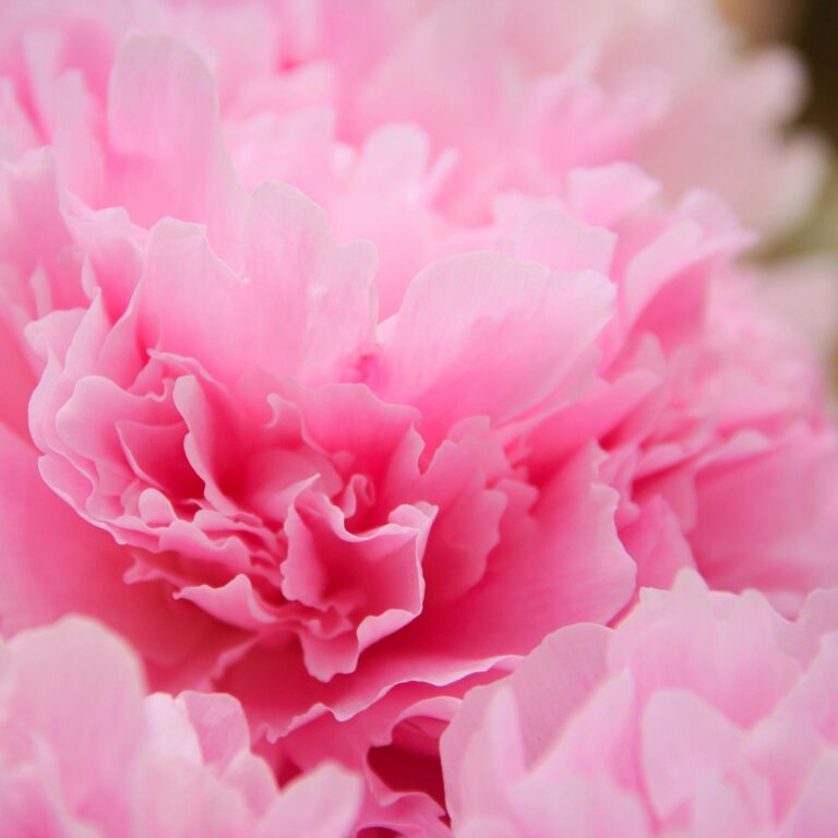 Rosa Pfingstrose für Trauerphasen nach Kast und Worden