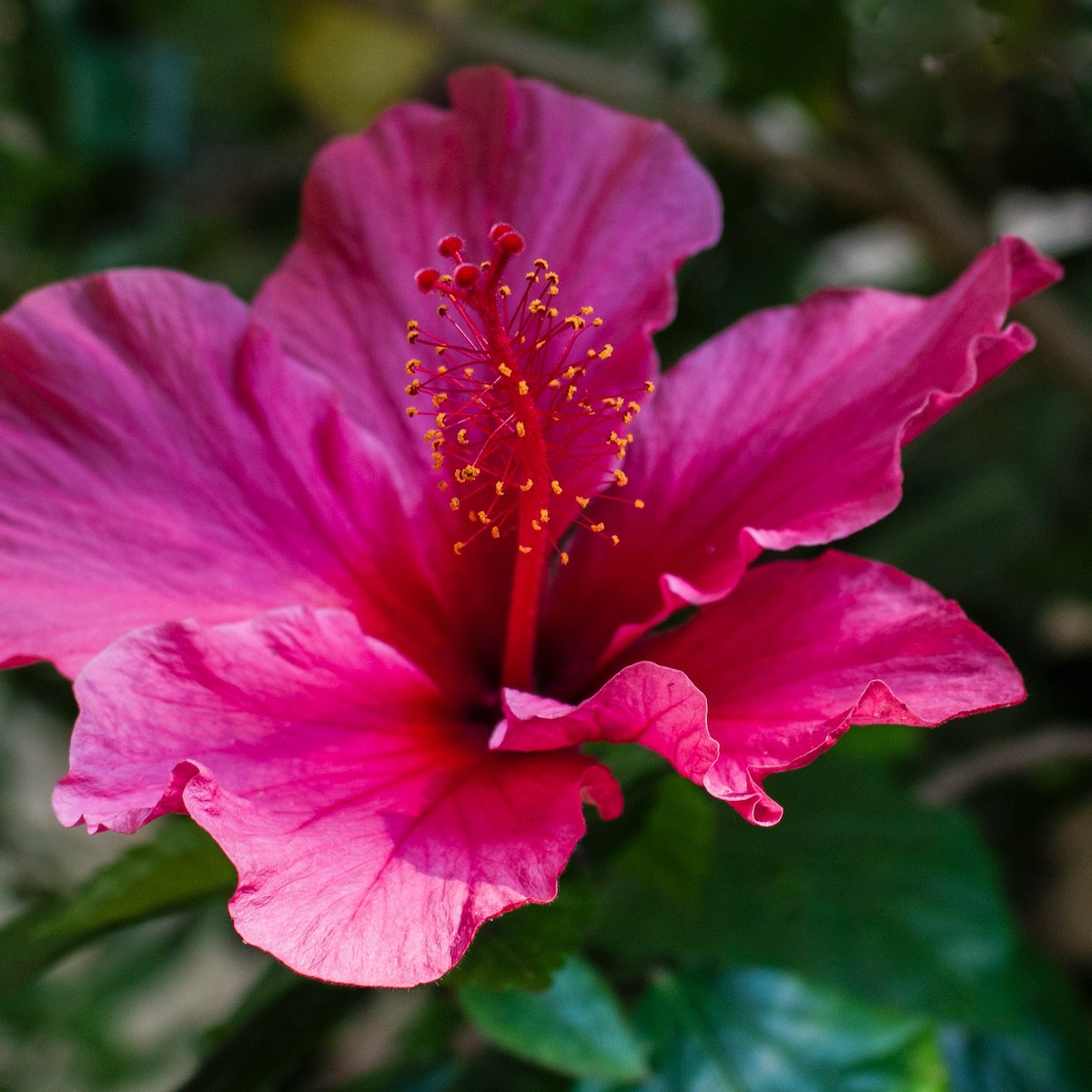 Rosa Hibiskus für Professionelle Hilfe bei trauerlicht