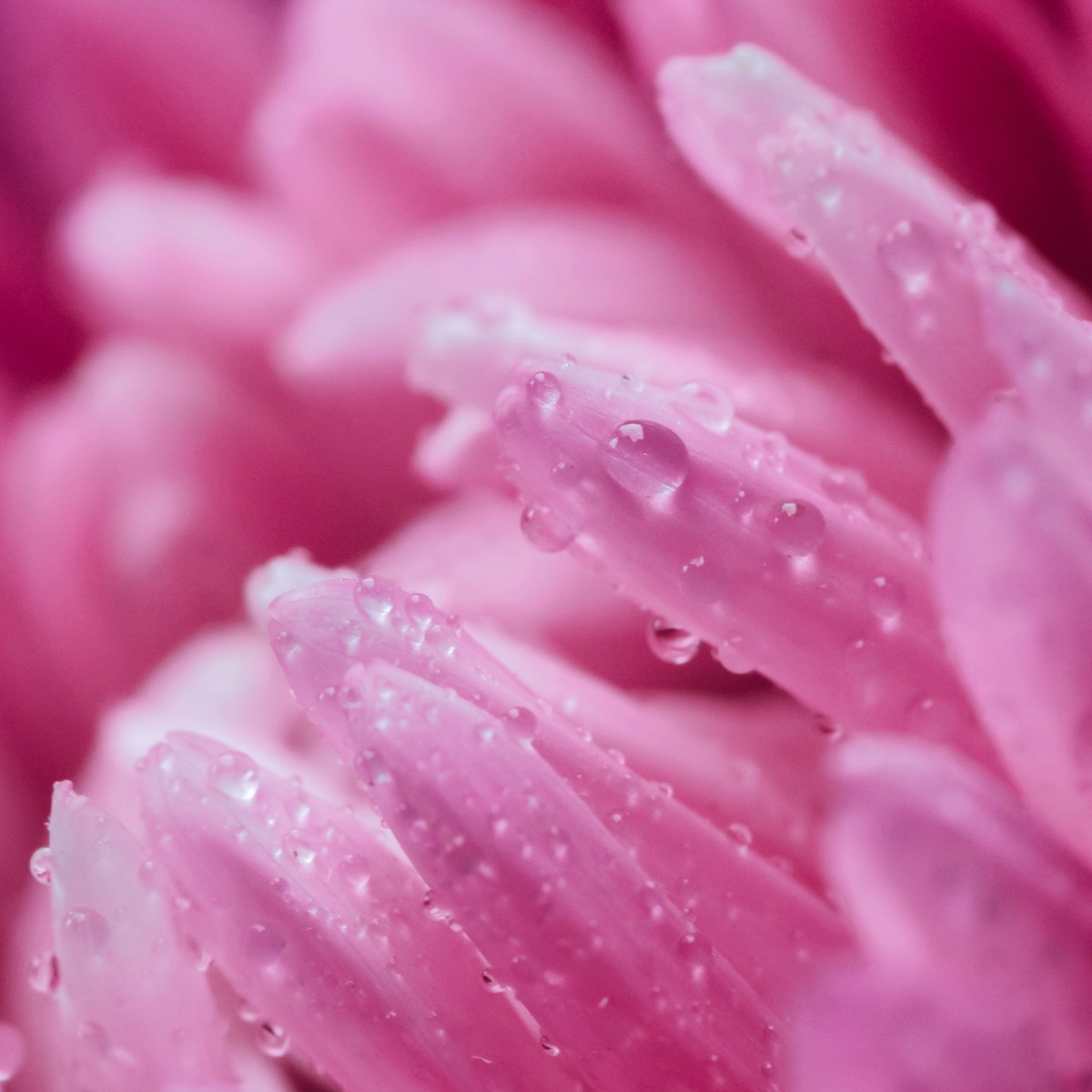 Rosa Blüte mit Wassertropfe für Raum lassen bei trauerlicht