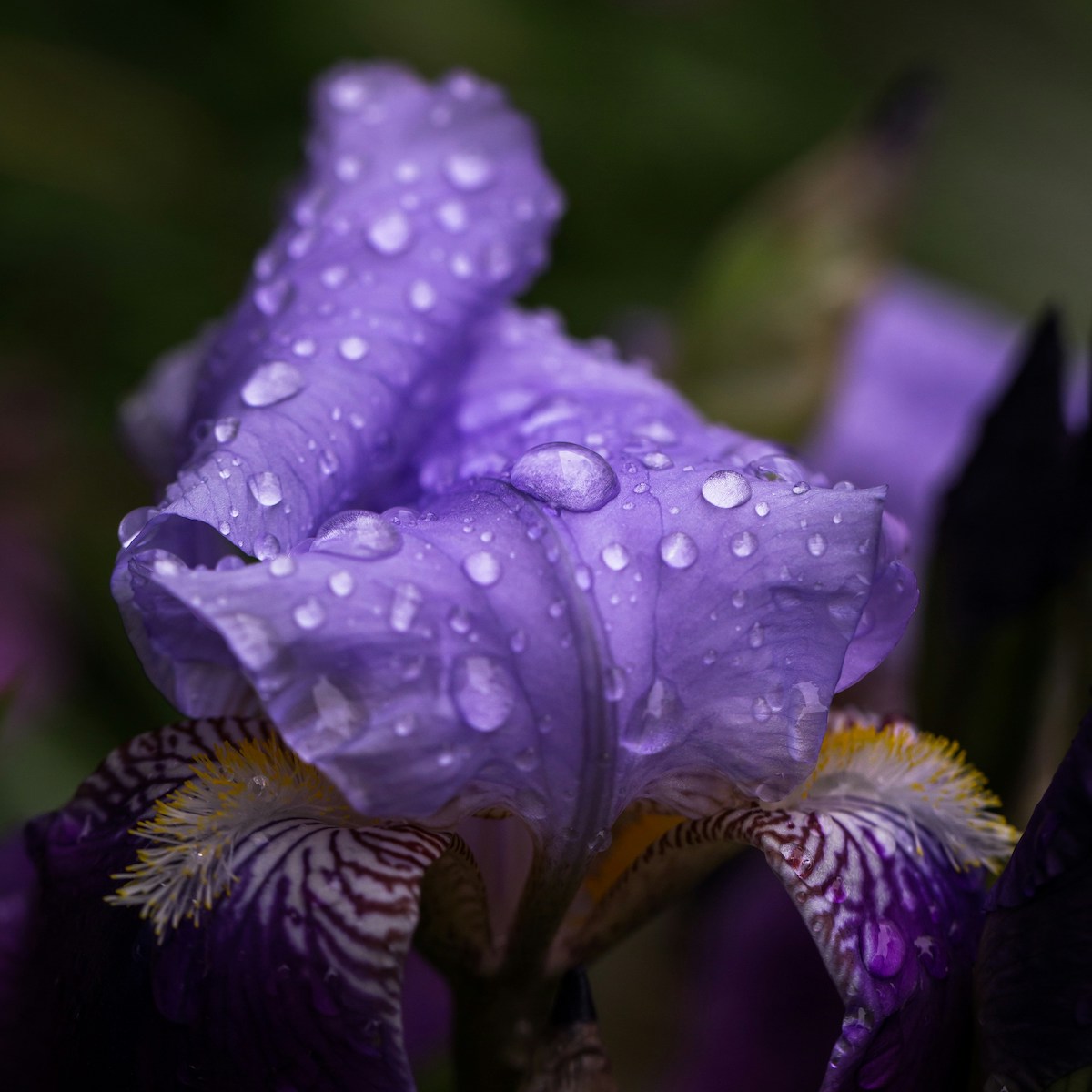 Violette Orchidee mit Wassertropfen für Umgang mit Schuldgefühlen bei trauerlicht