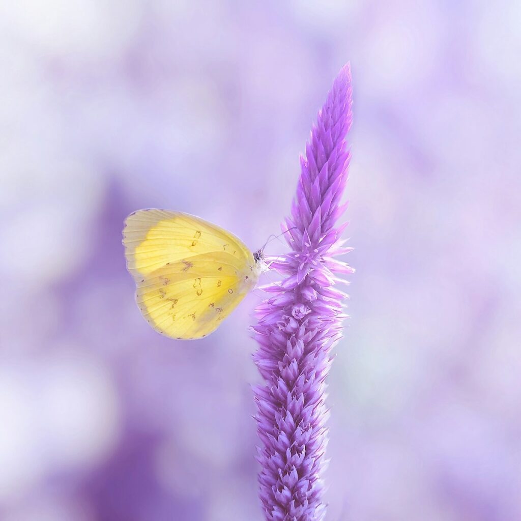 Violette Blüte mit Schmetterling für Somato Emotionale Entspannung – Sanfte Heilung