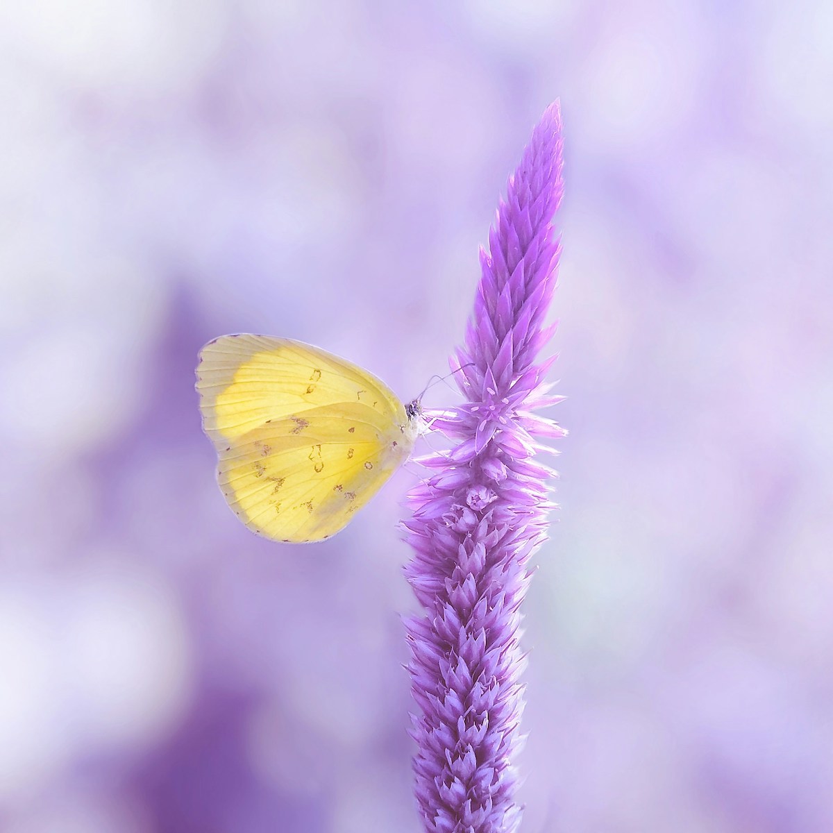 Violette Blüte mit Schmetterling für Somato Emotionale Entspannung – Sanfte Heilung