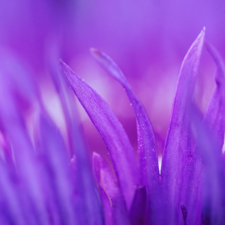 Violette Blüte für Trauer und Selbstfürsorge bei trauerlicht