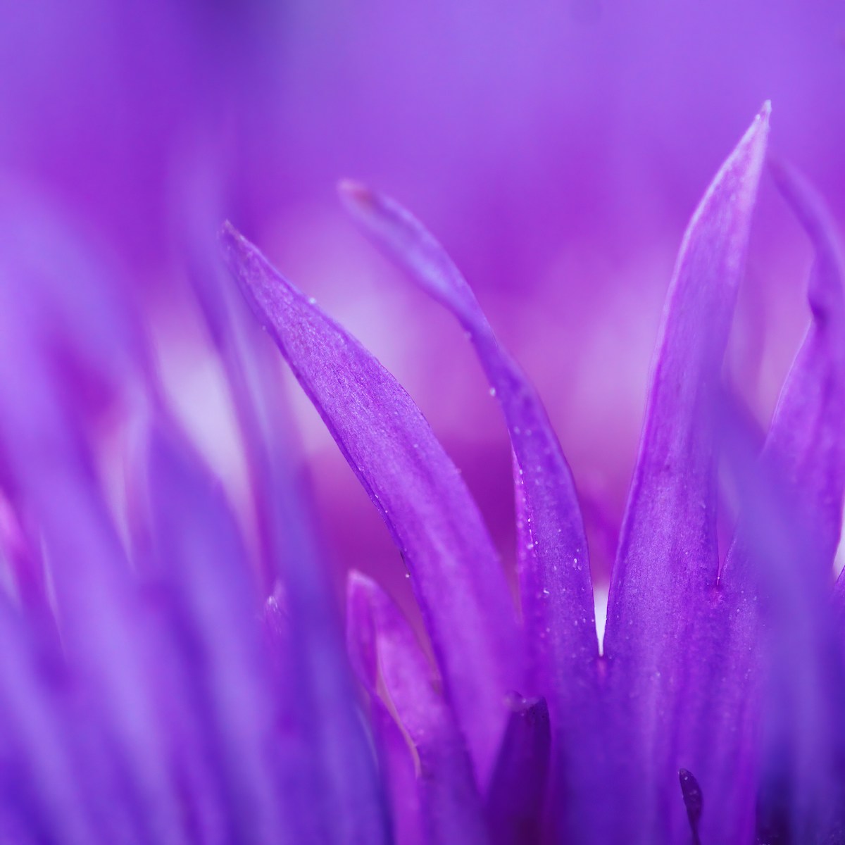 Violette Blüte für Trauer und Selbstfürsorge bei trauerlicht