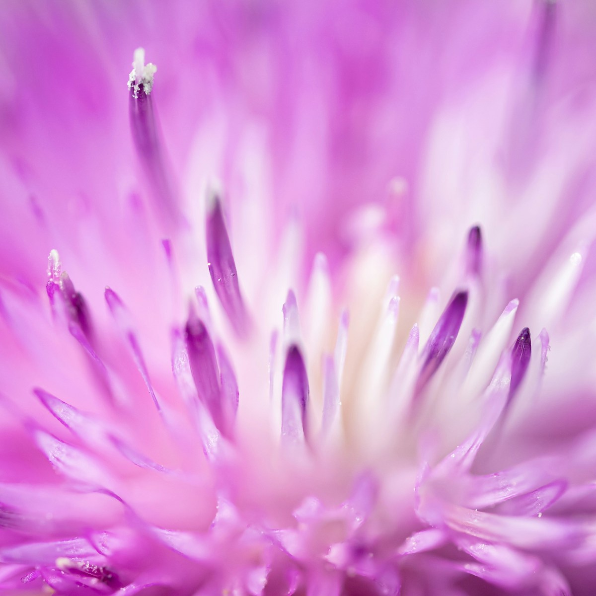 Rosa Blüte für Trauer und Spiritualität bei trauerlicht