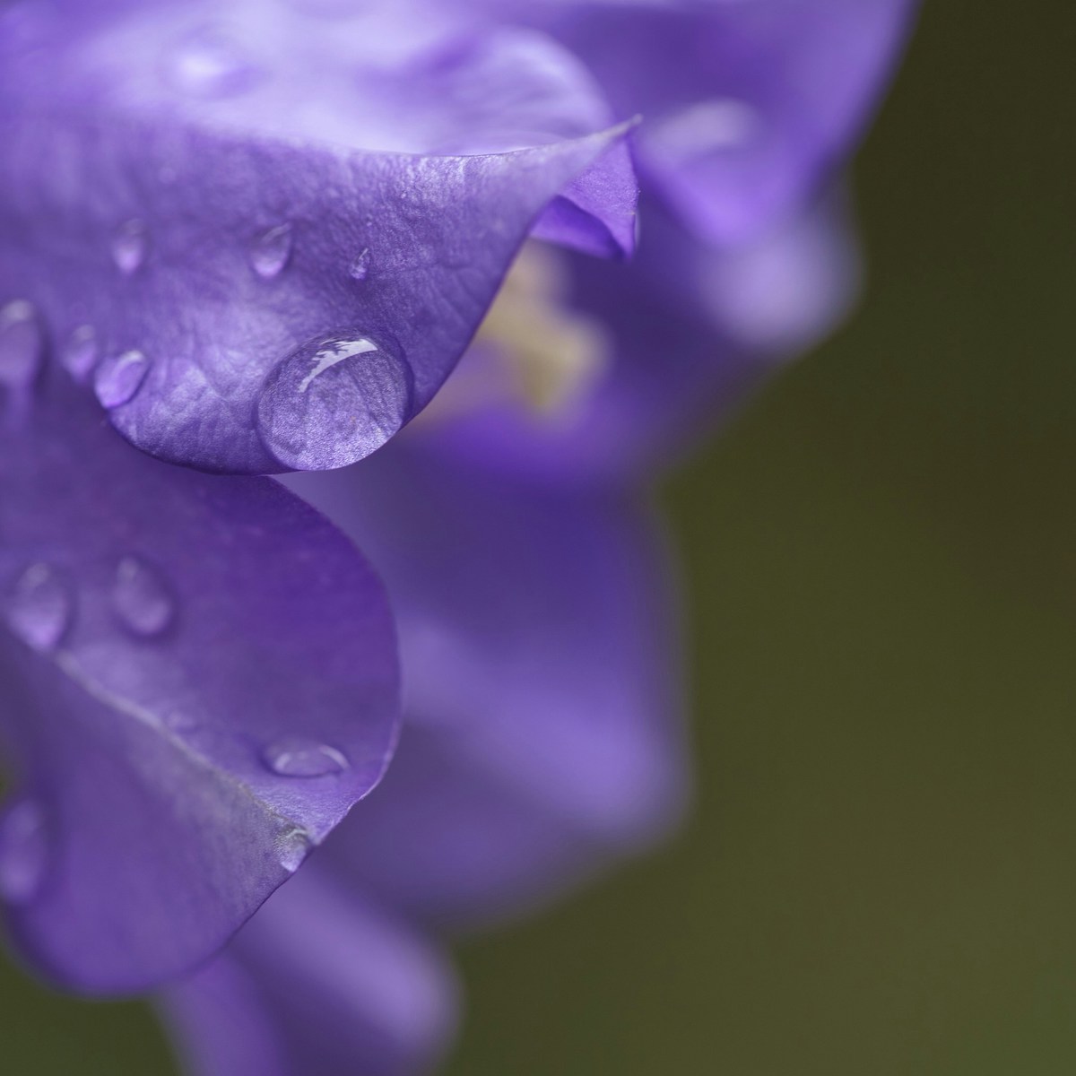 Violette Blüte mit Wassertropfen für Symptome der Trauer bei trauerlicht