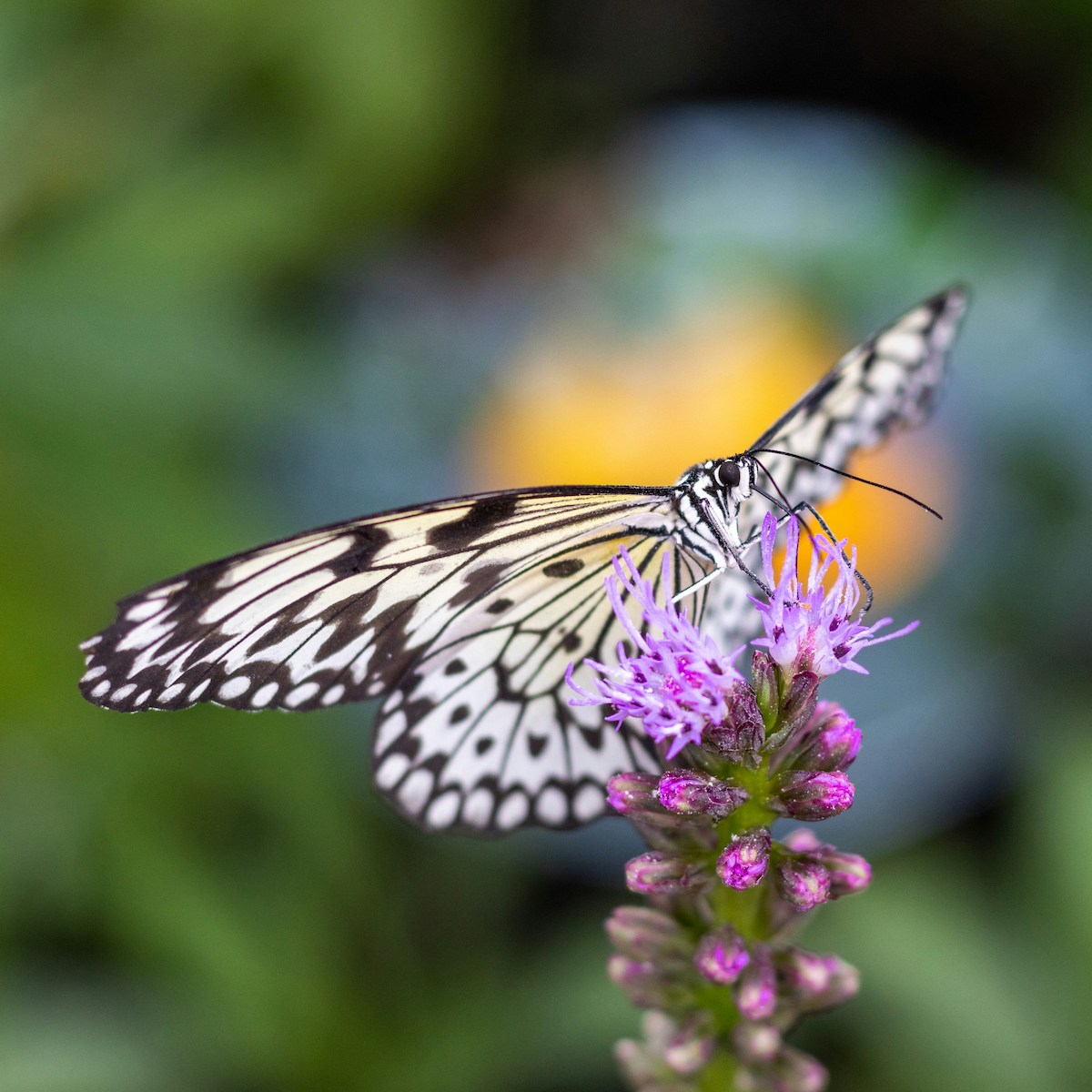 Schmetterling auf Blume für Tiertrauer bei trauerlicht