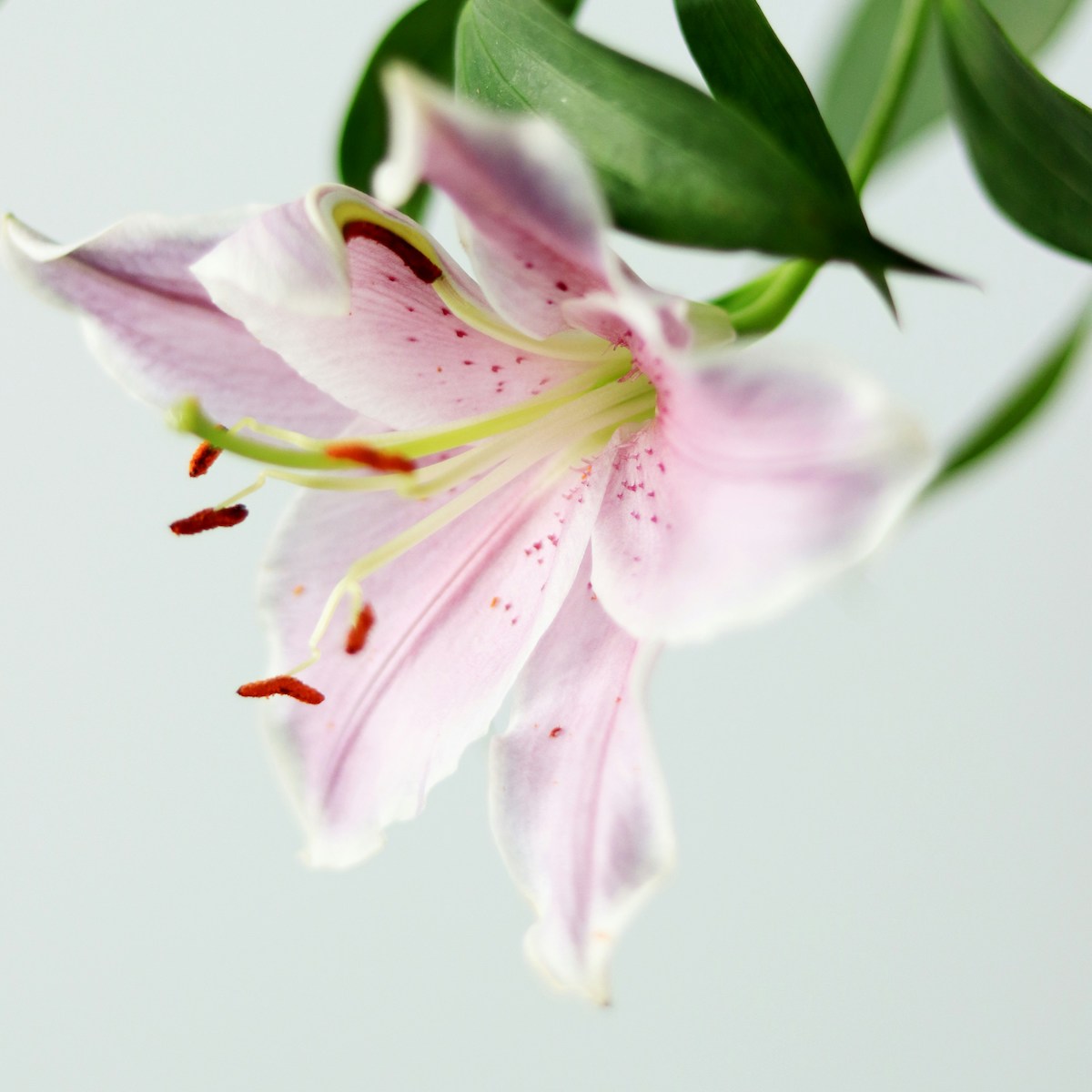 Lilie in Vase für Trauer als Fluss des Lebens