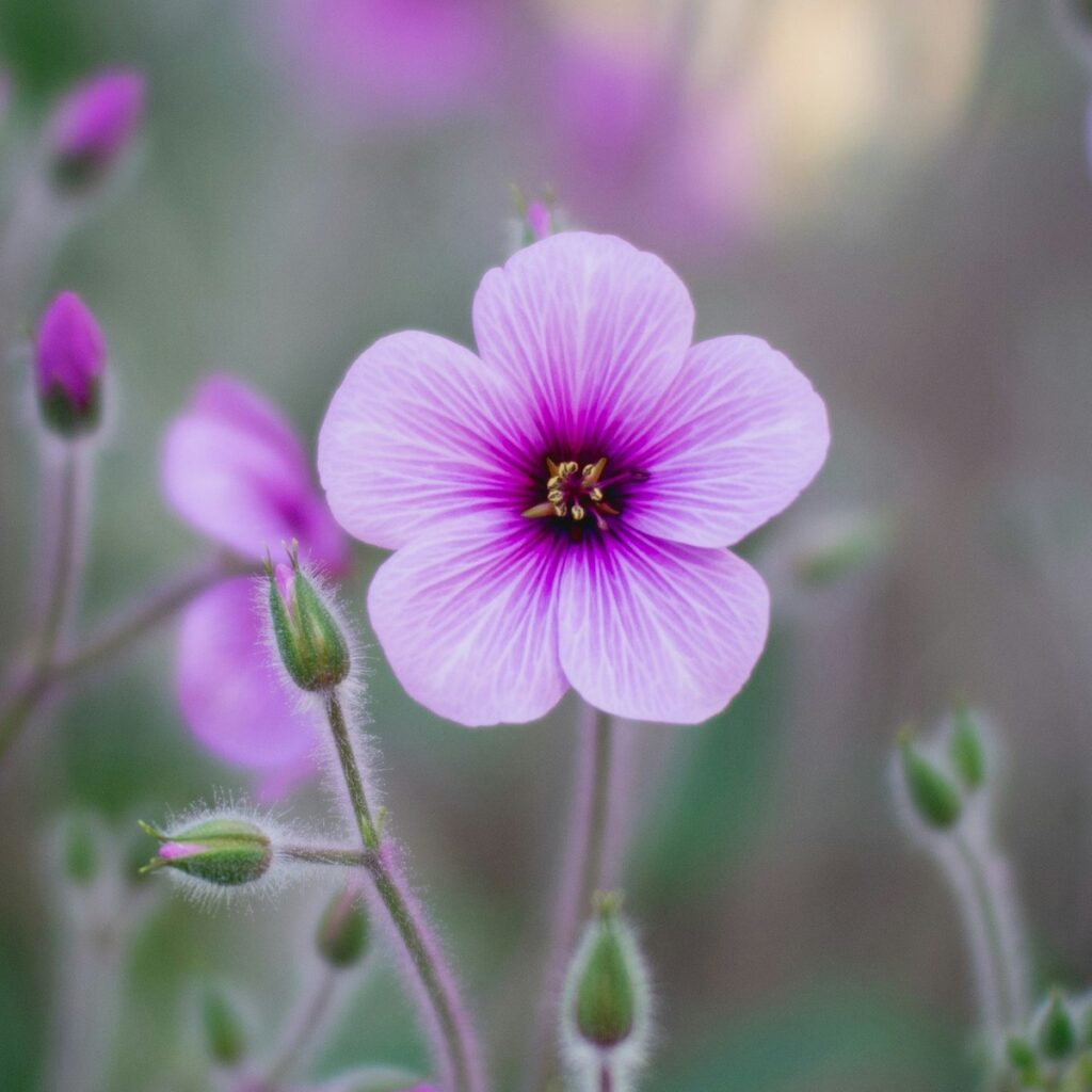 Violette Blüte für Trauer verstehen