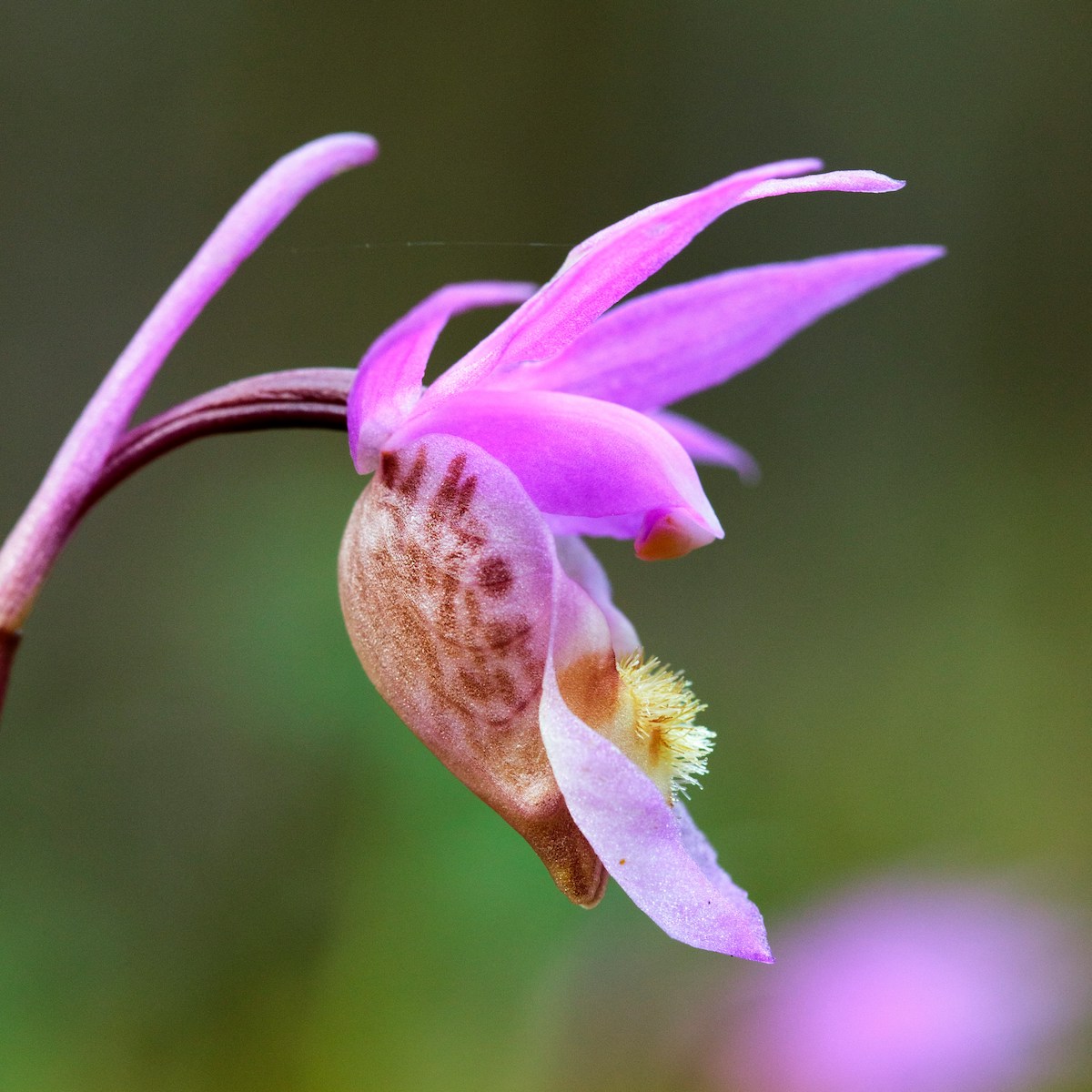 Rosafarbene Orchidee für Trauer in verschiedenen Lebensphasen bei trauerlicht