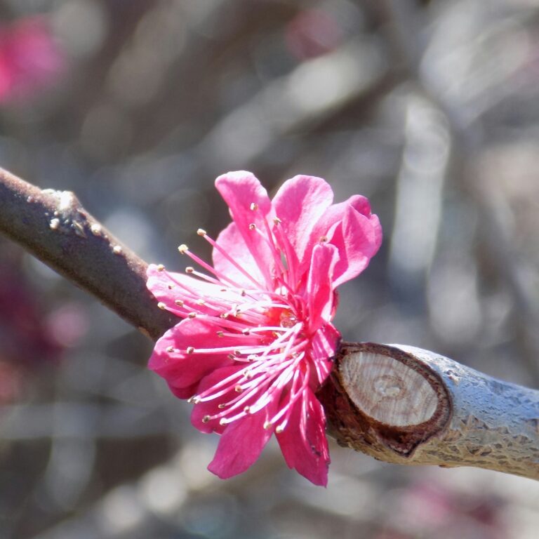 Rosa Blüte auf Zweig für Trauer und Arbeit bei trauerlicht