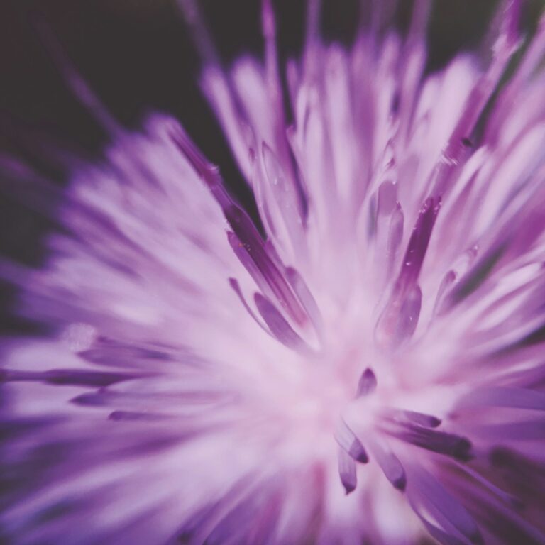Violette Blüte für Trauer und Körper bei trauerlicht