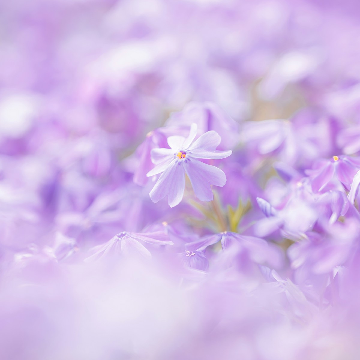Violette Blüten für Trauer und Kreativität bei trauerlicht