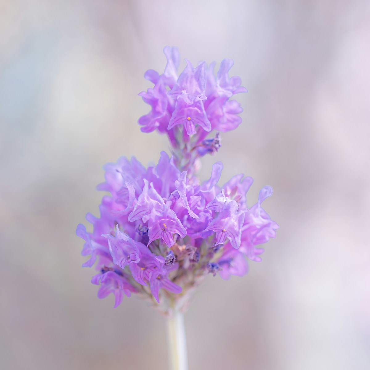 Violette Lavendelblüte für Trauerbegleitung – Einfühlsame Unterstützung auf Deinem Weg