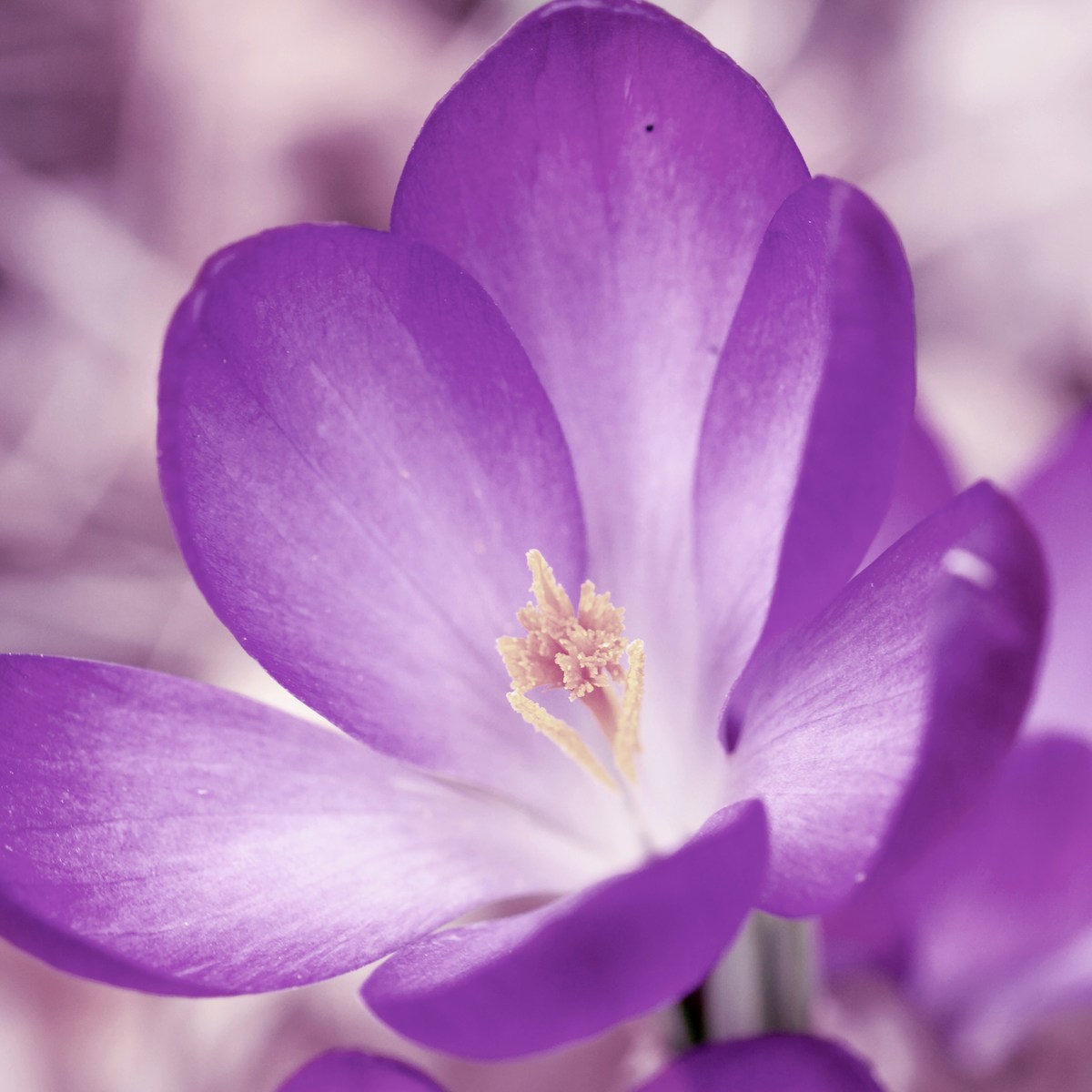 Violette Blüte für Offene Trauergruppe trauerlicht
