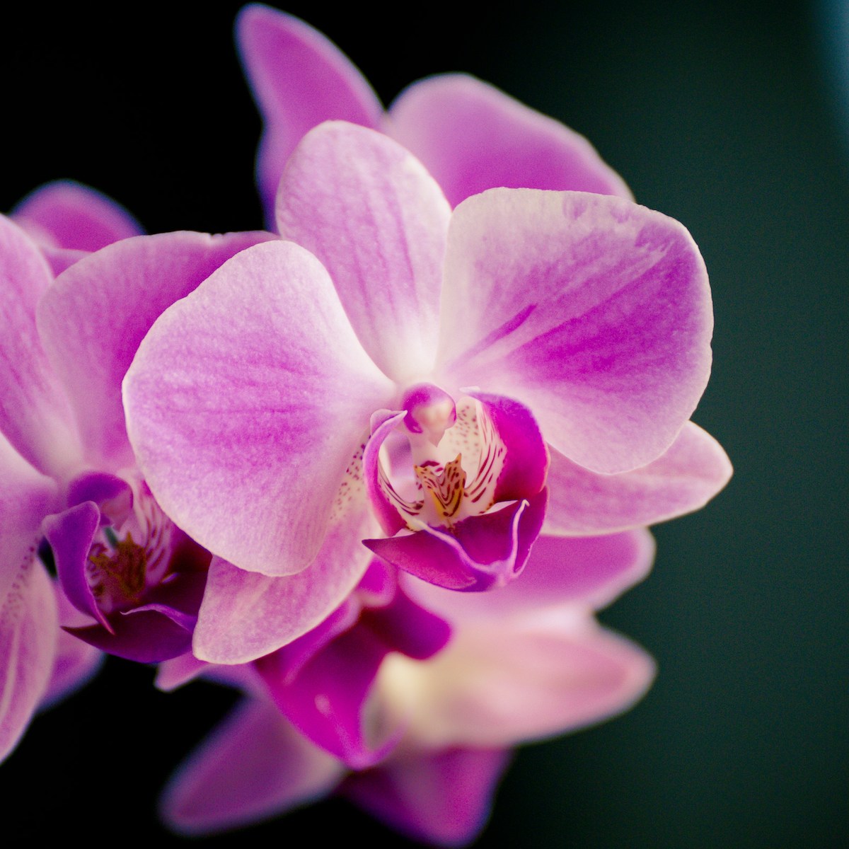 Violette Orchidee für Trauermodelle im Überblick