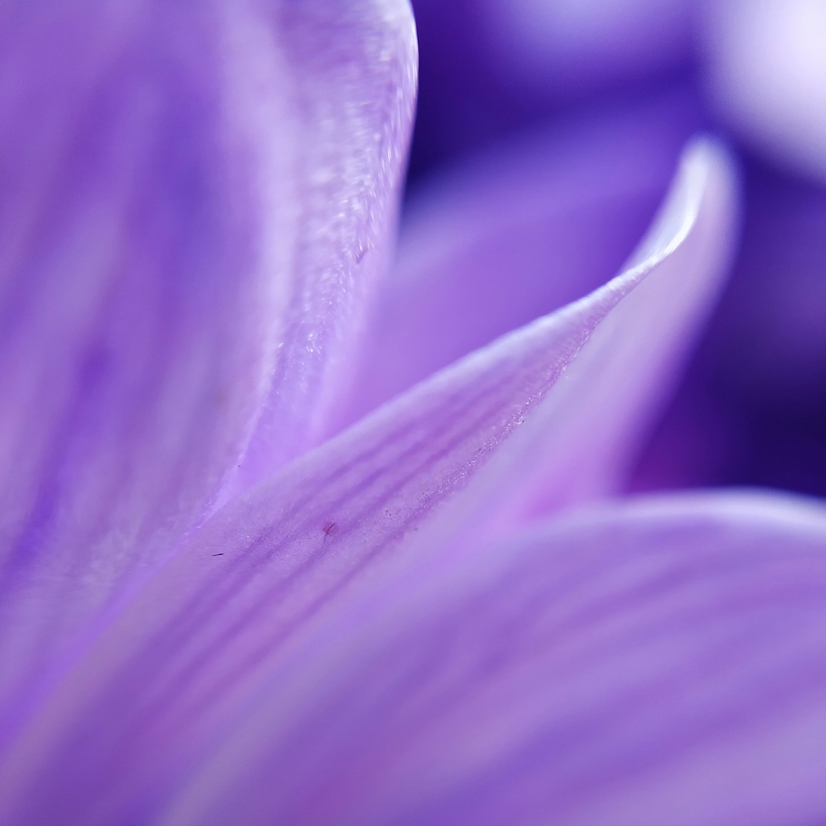 Violette Blüte für Traumatische Trauer bei trauerlicht