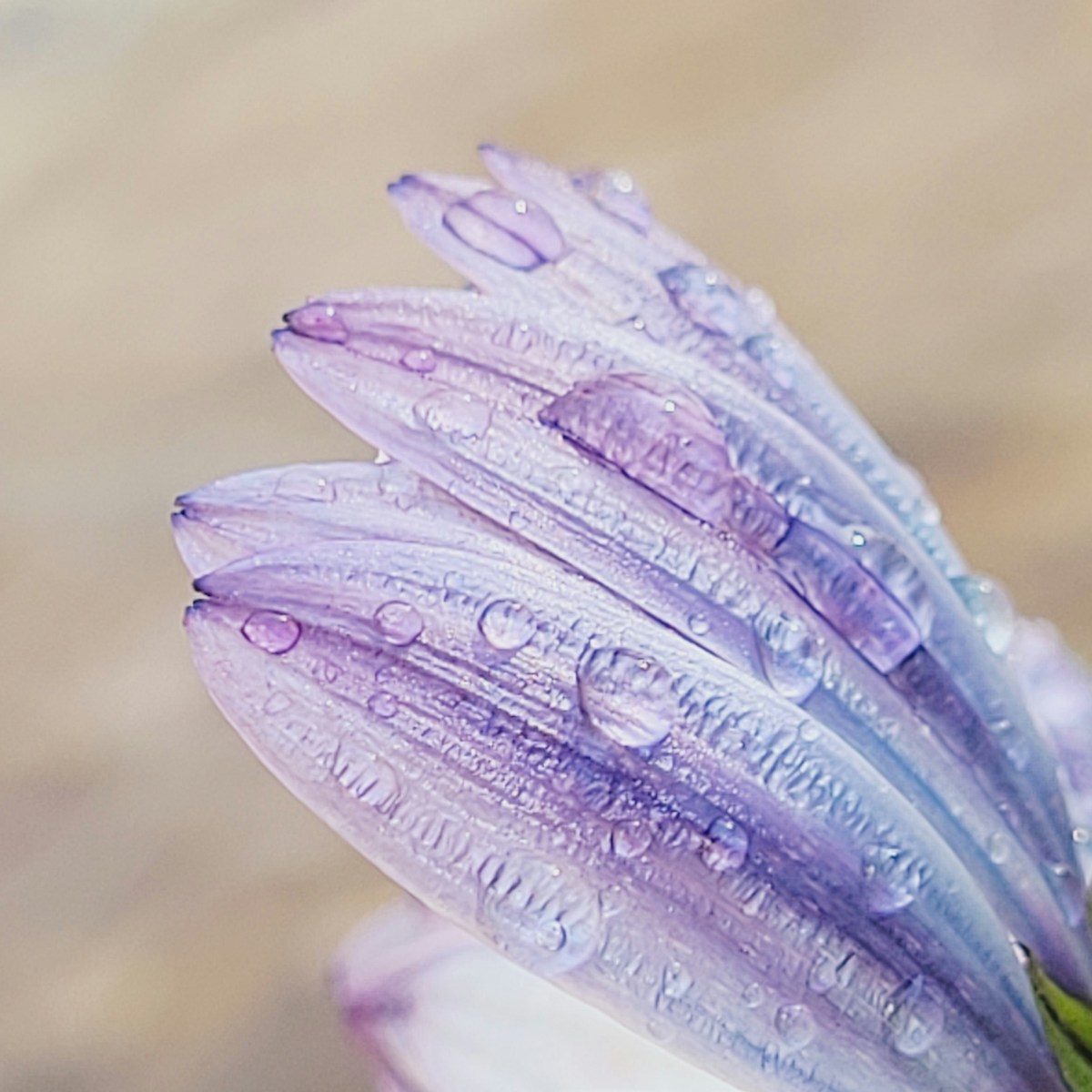 Violette Blüte mit Wassertropfen für Trauer nach Trennung oder Kontaktabbruch bei trauerlicht